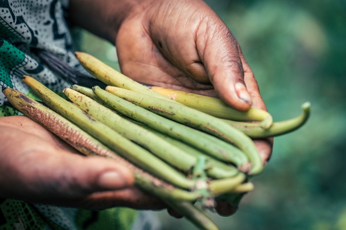 Sklizeň bourbonské vanilky na Madagaskaru